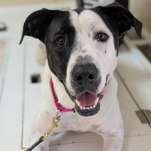 Celo, Mixed Breed (Large), young, available for adoption
