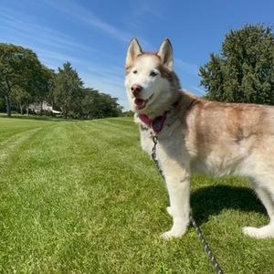 Mishka, Husky, Siberian, senior, available for adoption