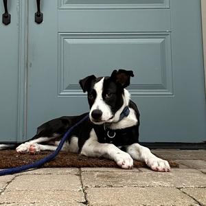 Patrick, Cattle Dog, Australian (Blue Heeler), puppy, available for adoption