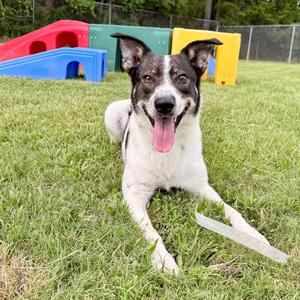 Mule, Mixed Breed (Large), young, available for adoption