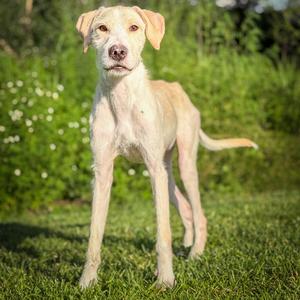 Falkor Twigs McGee, Goldendoodle, young, available for adoption
