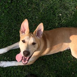 Baxter, Mixed Breed (Medium), young, available for adoption