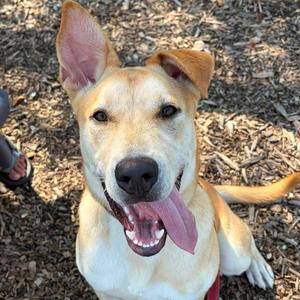 Baxter, Mixed Breed (Medium), young, available for adoption