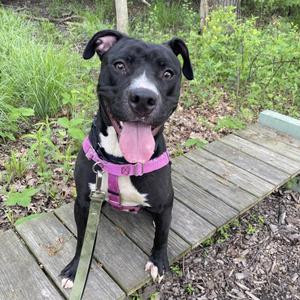 Paladin, Terrier, Pit Bull, senior, available for adoption