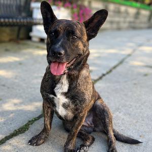 Darby, Retriever, Labrador, adult, available for adoption