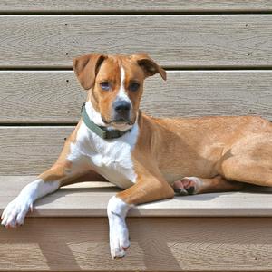 A brown and white dog with a green collar lying on a wooden surface.