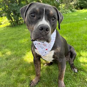 Brody, Terrier, Pit Bull, adult, available for adoption