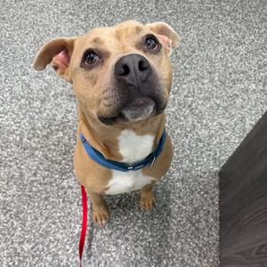 A brown and white dog with a blue collar and a red leash, looking up at the camera.