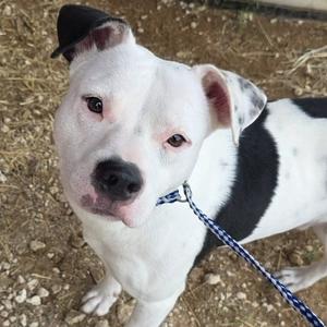 Clayton, Terrier, American Pit Bull, young, available for adoption