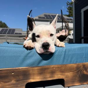 Hank, Terrier, American Pit Bull, adult, available for adoption