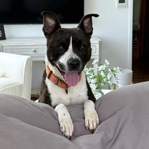 Talia, Terrier, Pit Bull, young, available for adoption