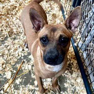 Cyndi, Mixed Breed (Medium), young, available for adoption