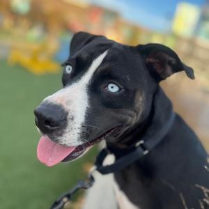 Bluey, Mixed Breed (Medium), young, available for adoption