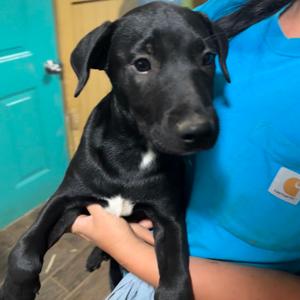 Cricket, Retriever, Black Labrador, young, available for adoption