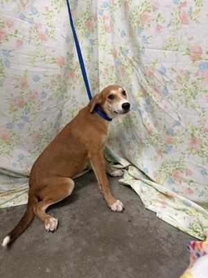 DOUGHBOY, Labrador Retriever, young, available for adoption