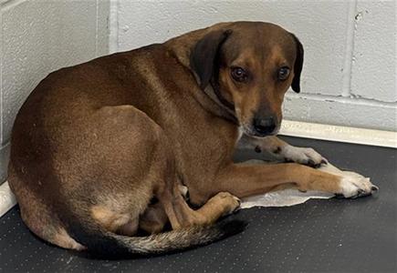 BENJAMIN, Rhodesian Ridgeback / Dachshund, adult, available for adoption