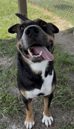 FRIDA, Australian Kelpie, adult, available for adoption