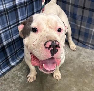 GALILEO, American Bulldog, adult, available for adoption