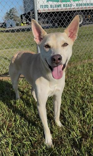 GILBERT, Basenji, adult, available for adoption