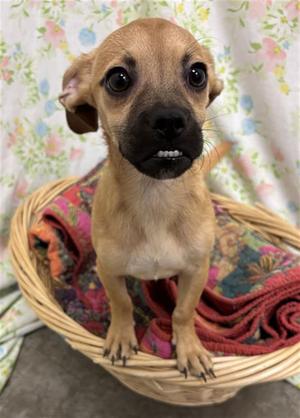 CHAD, Pug, puppy, available for adoption