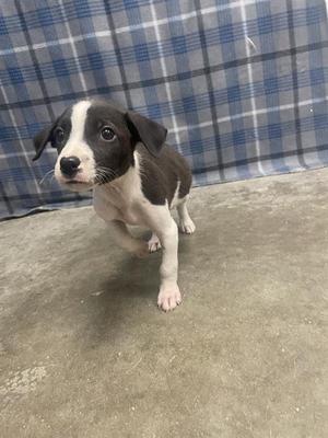 A black and white puppy standing on a concrete floor with a blue and white plaid background.