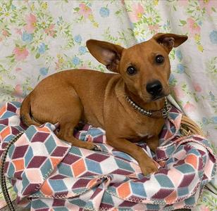 CHACHO, Dachshund, senior, available for adoption