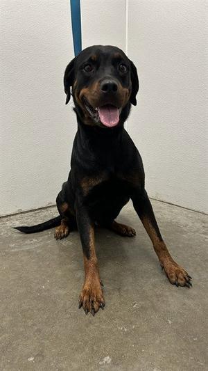 DARLIN, Rottweiler, adult, available for adoption