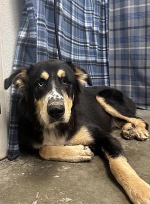 DIAMOND, German Shepherd Dog / Husky, adult, available for adoption