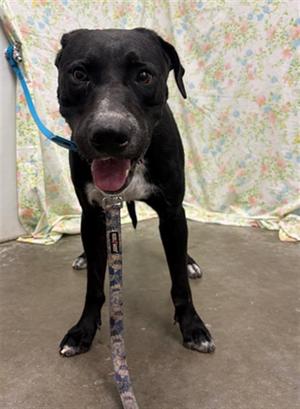 CLOVER, Labrador Retriever, adult, available for adoption