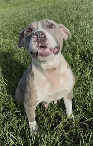 BEATRICE, Pit Bull Terrier, adult, available for adoption
