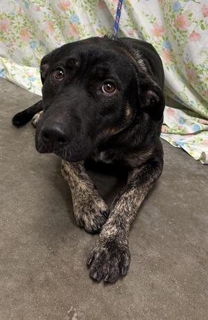 BATMAN, German Shepherd Dog, young, available for adoption