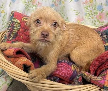 BRAD, Border Terrier, puppy, available for adoption