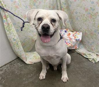 A white dog with floppy ears and a happy expression, sitting on a concrete floor with a floral blanket in the background.