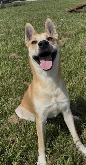 BISCOTTI, German Shepherd Dog / Carolina Dog, adult, available for adoption