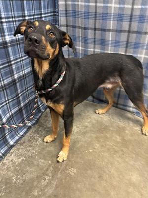 GENESIS, Doberman Pinscher / Labrador Retriever, adult, available for adoption