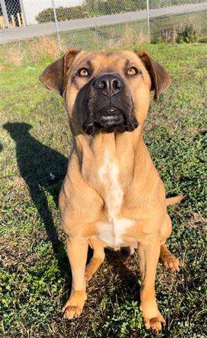 DEACON, Black Mouth Cur, adult, available for adoption