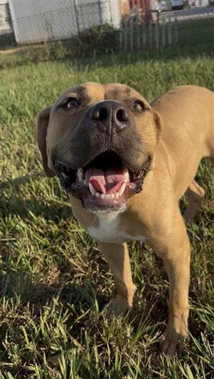 BUBBIE, Staffordshire Bull Terrier, young, available for adoption