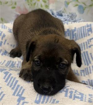 BASHFUL, Australian Cattle Dog/Blue Heeler, puppy, available for adoption
