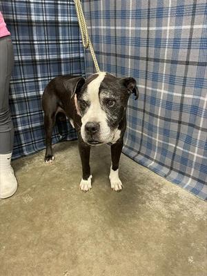 FESTUS, Boxer / American Bulldog, senior, available for adoption