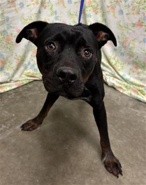 CYRIL, Rottweiler, adult, available for adoption