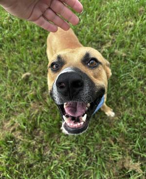 A happy dog with a black nose and brown fur is looking up at a person's hand, which is reaching down towards it. The dog is standing on green grass.