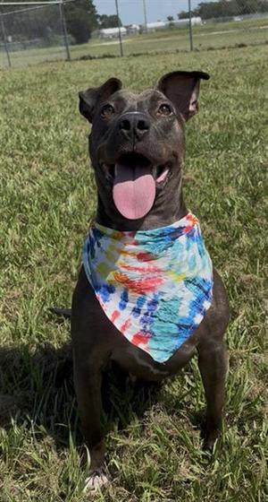 BONNIE, Staffordshire Bull Terrier, adult, available for adoption