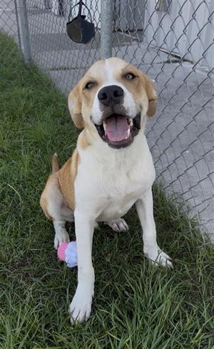 CORN, Labrador Retriever, young, available for adoption