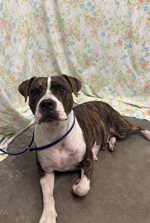 BRANDY, Boxer / Staffordshire Bull Terrier, adult, available for adoption