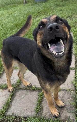 DAVE, German Shepherd Dog, adult, available for adoption
