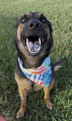 DAVE, German Shepherd Dog, adult, available for adoption