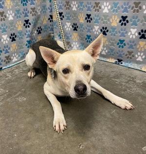 ELRICK, German Shepherd Dog, adult, available for adoption