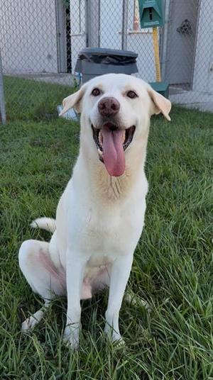 CHURRO, Labrador Retriever, adult, available for adoption