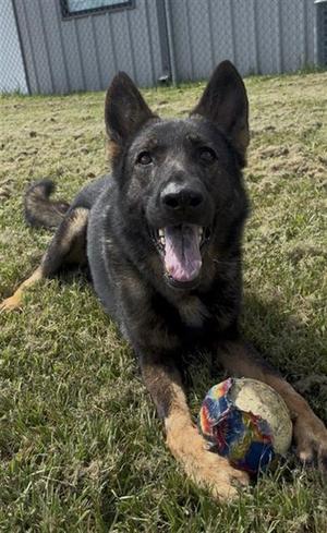 DUSTY, German Shepherd Dog, adult, available for adoption