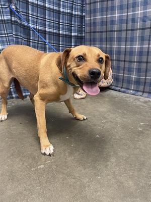 BIG DADDY, Chihuahua, adult, available for adoption